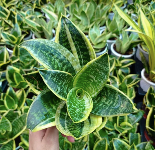 Sansevieria - Indoor Snake Plant