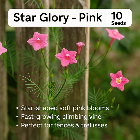 Pink Star Glory Flower Seeds - 10 Seeds Pack