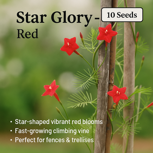 Red Star Glory Flower Seeds - 10 Seeds Pack