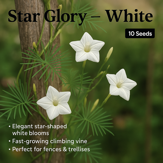 White Star Glory Flower Seeds - 10 Seeds Pack