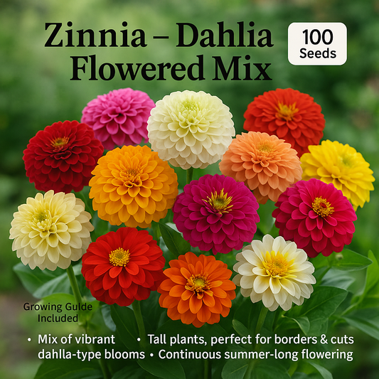 Zinnia Dahlia Flowered Mix Flower Seeds - 100 Seeds Pack