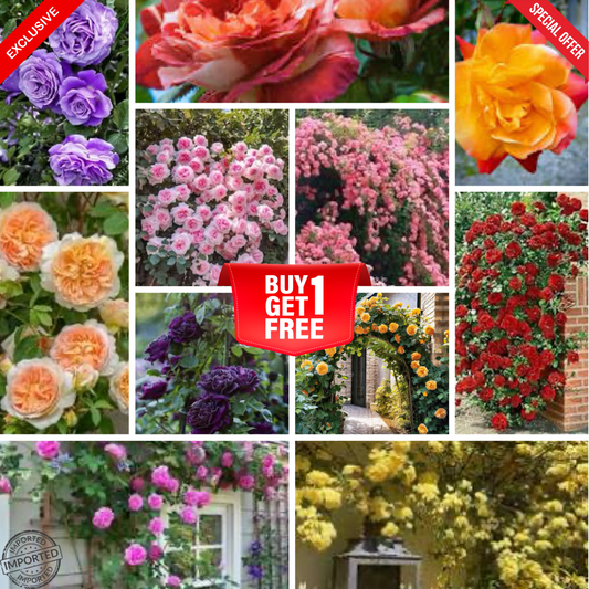 Mixed Climbing Rose Flower Seeds (Imported - 1 Gram Seeds )