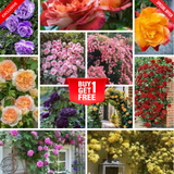 Mixed Climbing Rose Flower Seeds (Imported - 1 Gram Seeds )