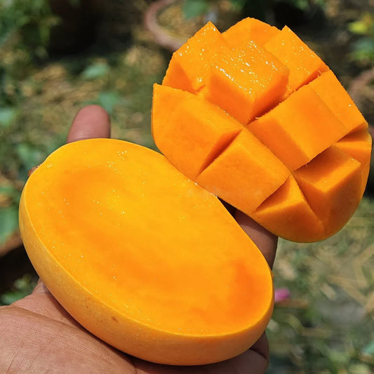Mango - Gir Kesar Fruit Plant