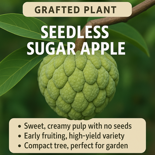 Sugar Apple / Sitafal - Seedless Fruit Plant